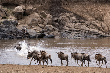 Fototapeta na wymiar Wildebeests crossing Mara River at the time of Great Migration