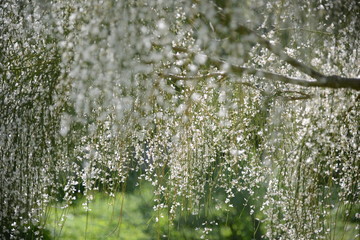 Spring blossomed trees in white