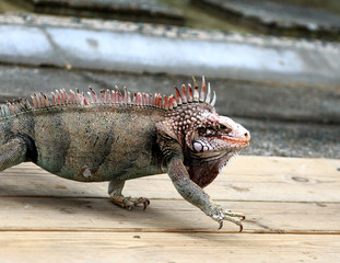 Iguana