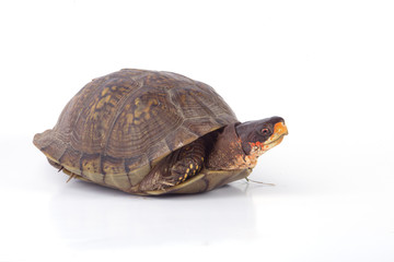 Obraz premium Box Turtle