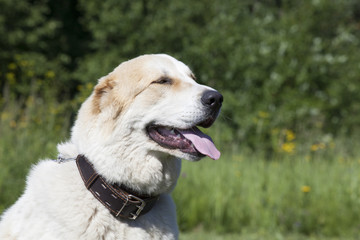 Central Asian Shepherd Dog