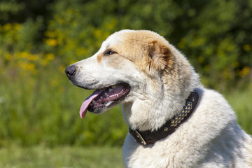 Central Asian Shepherd Dog