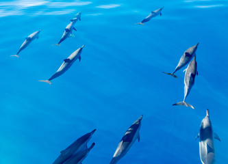 Obraz premium Spinner dolphins off coast of Kauai
