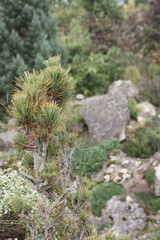 Natuur omgeving Neuerberg in de Eifel