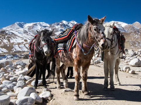 Nepal horses