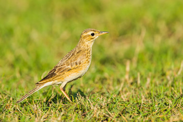 Paddyfield Pipit  in Khaoyai national park,Thailand