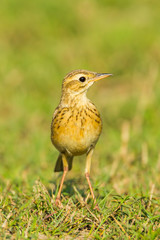 Portrait of  Paddyfield Pipit  (Anthus rufulus)