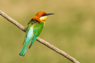 Obraz premium Backside of Chestnut-headed Bee-eater