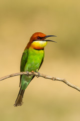 Fototapeta premium Chestnut-headed Bee-eater calling her couple