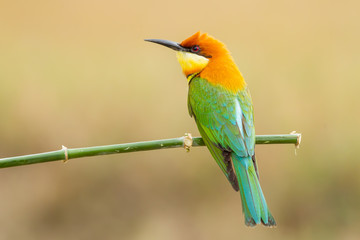 Backside close up detail of Chestnut-headed Bee-eater