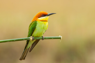 Portrait of Chestnut-headed Bee-eater