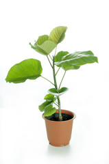 ウンベラーダ　鉢植え