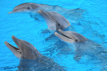 Naklejka premium Funny Dolphins