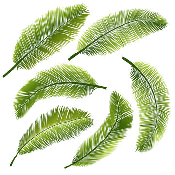 Set palm leaves on white background. Vector illustration.