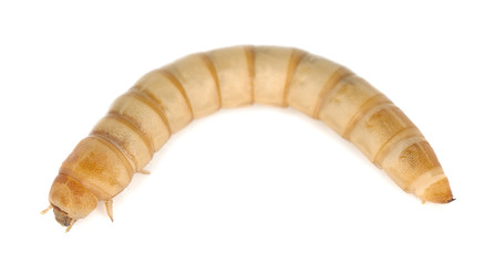 Mealworm, Tenebrio molinor isolated on white background