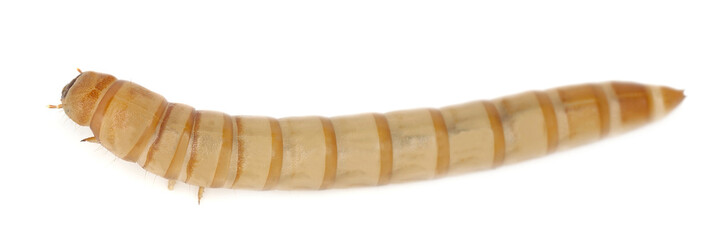 Mealworm, Tenebrio molinor isolated on white background