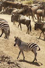 Fototapeta na wymiar Zebra with wildebeests on the Masai Mara in Kenya
