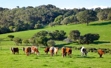 Washable wall murals Australia Australian Cattle