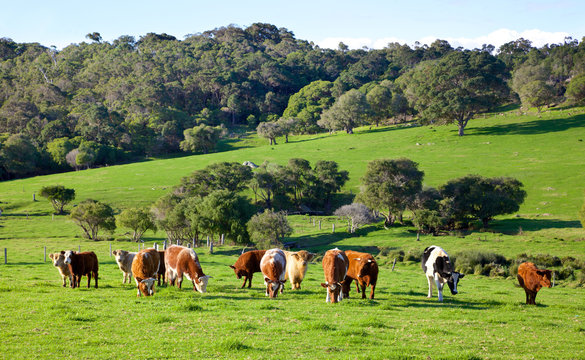 Australian Cattle