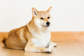 Shiba in home