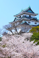 Naklejka premium Wakayama castle with sakura