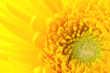Yellow daisy close up