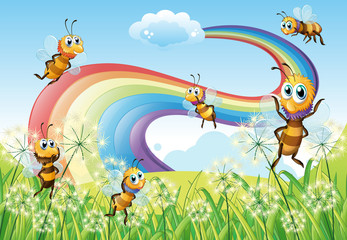 Bees at the hilltop and a rainbow in the sky