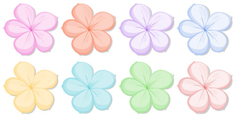 Eight five-petal flowers in different colors