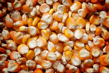 Bulk of corn grains