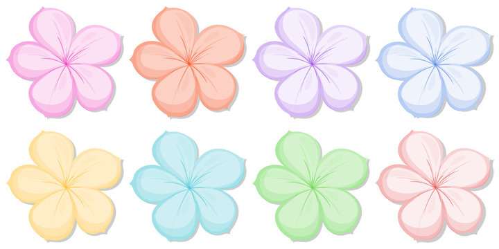 Eight five-petal flowers in different colors
