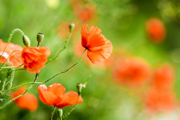 Red poppies in summer