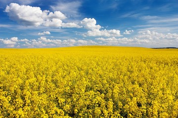 field of rapeseed with beautiful cloud