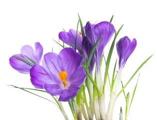 Photo sur Plexiglas Crocus Fond de fleur de crocus de printemps