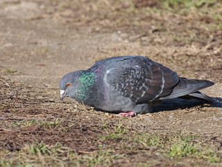 pigeon