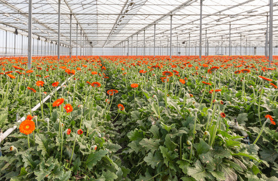 Orange Gerbera cut flowers growing in a Dutch greenhouse