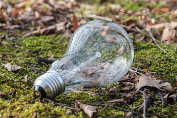 bulb on moss