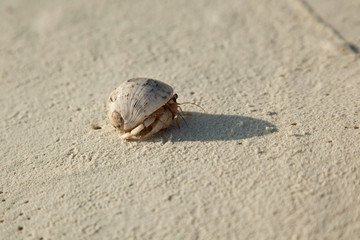 Diogenes-crab on the sandy beach
