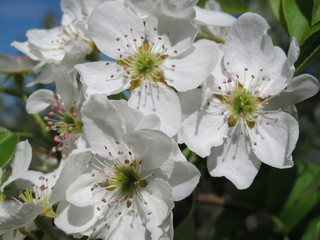 European pear (Pyrus communis) flowers in the spring garden