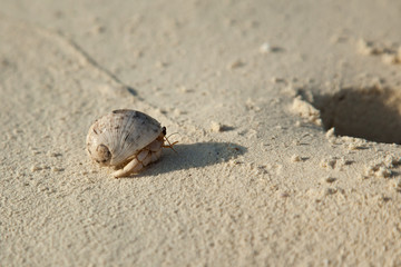 Diogenes-crab on the sandy beach