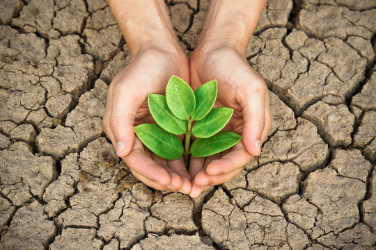 hands holding tree growing on cracked earth