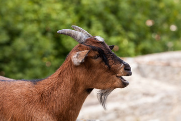 Ziegenbock