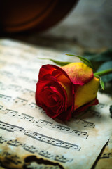 Violin sheet music and rose