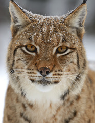 Obraz premium Winter Lynx