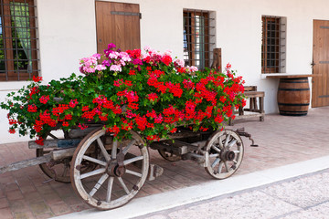 Old-fashoined trolley with geranium