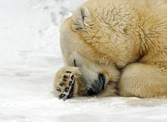 Polar bear in the winter in the north