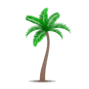Tropical palm tree symbol