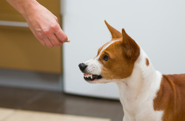 Dog's dislike to new food