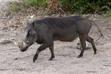 Warzenschwein im Moremi Nationalpark, Botswana