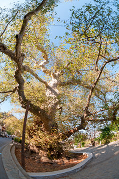 Krasi Platanus