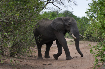 Fototapeta premium Elefant auf der Sandsraße im Chobe-Park, Botswana